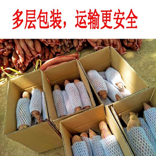 陕西黄河滩地板栗红薯 5斤/10斤装 包邮 商品图5