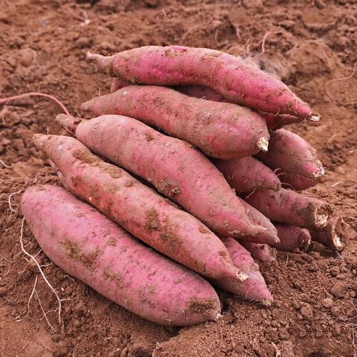 陕西黄河滩地板栗红薯 5斤/10斤装 包邮 商品图3