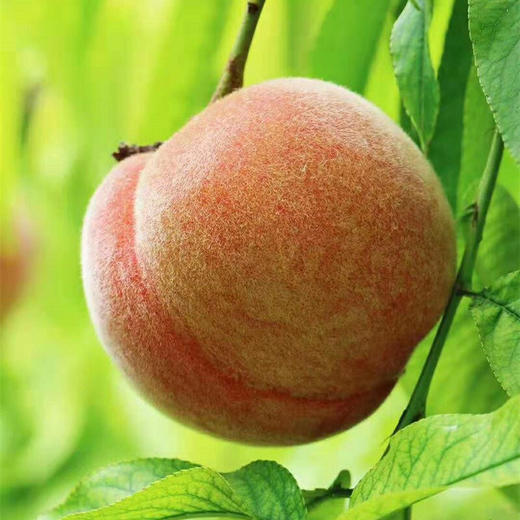 顺平大久保顺平大桃6斤