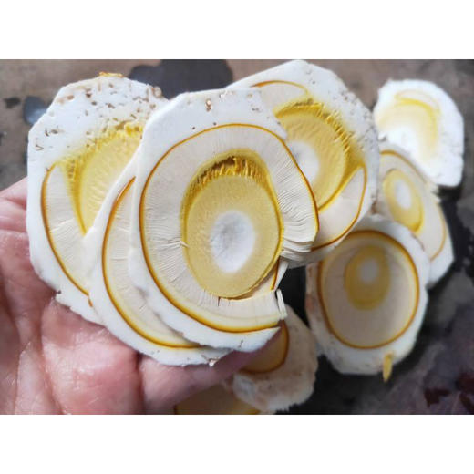 高原野生鹅蛋菌 肉质鲜嫩美味 是高蛋白低脂肪的健康食材 顺丰包邮48