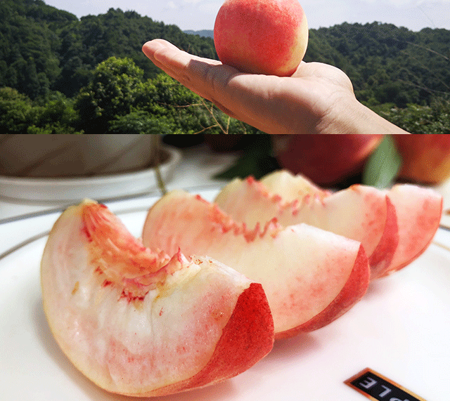 当季上新芷江水晶桃露天种植清脆可口现摘现发5斤装好吃到出圈的桃子