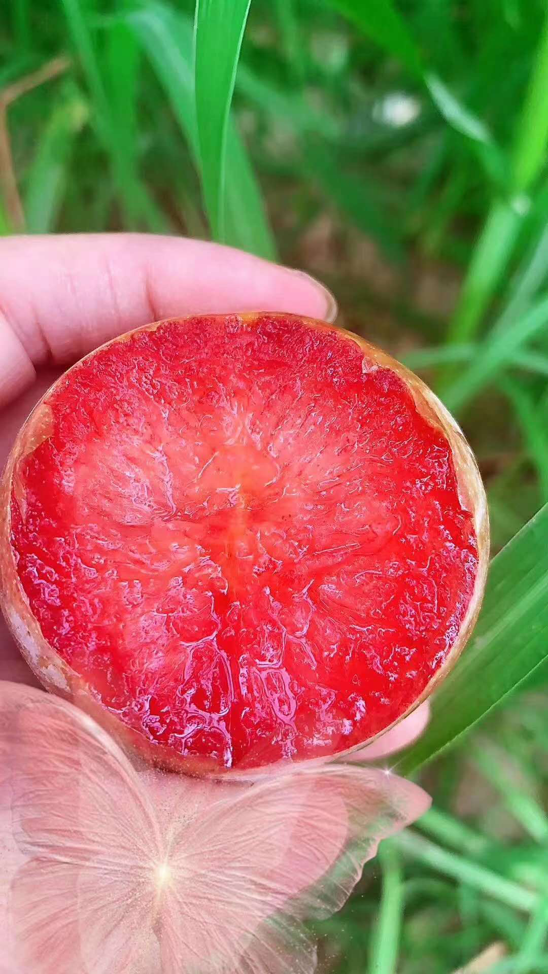 澳洲蜥蜴蛋水果图片