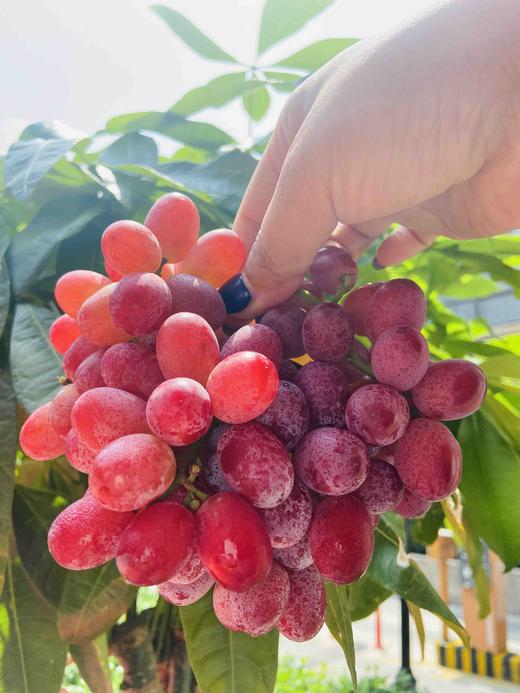 【云南克伦生无籽红提小糖豆】果粉足，超新鲜，嘎嘣脆～一口爆汁。又漂亮又好吃，大补 商品图2