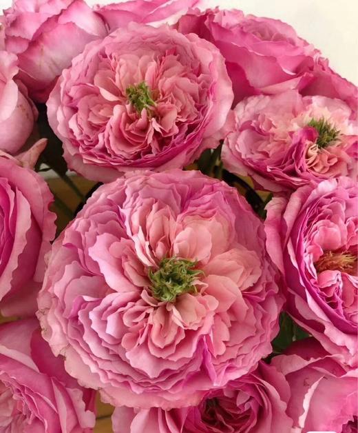 『玫瑰凯丽』奥斯汀花型,有淡淡的松木清香味