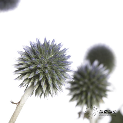 配果 | 蓝星球 商品图1