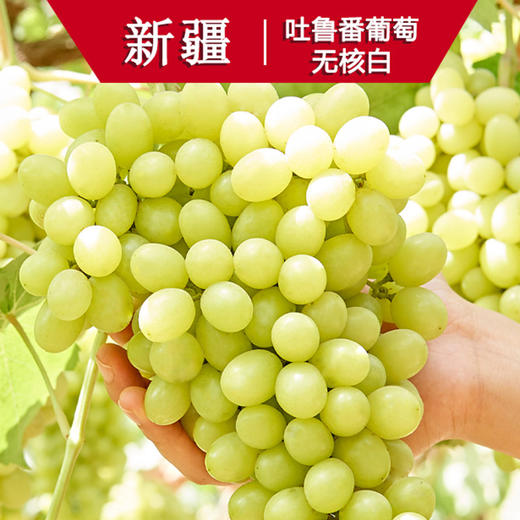 首发预售直采新疆马奶提整箱约5斤装26号到诸暨配送上门