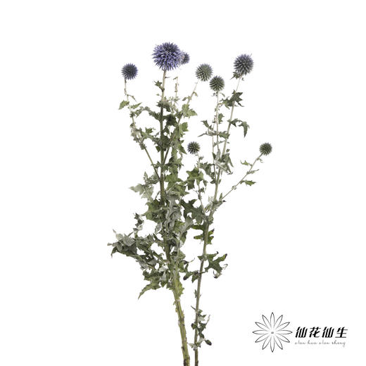 配果 | 蓝星球 商品图4