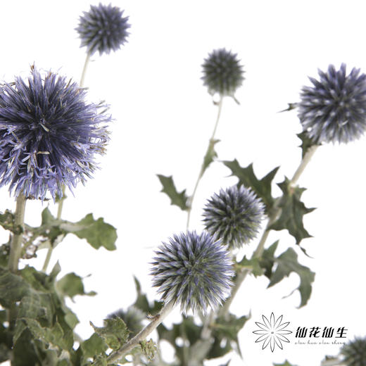 配果 | 蓝星球 商品图2