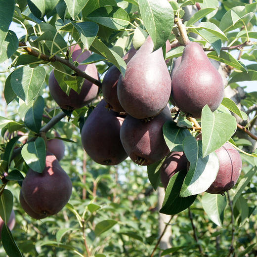 【吃软不吃硬】红啤酒梨 新鲜发货 皮薄多汁 核小无渣 鸭梨 梨子 非酥梨  红啤梨 红皮果冻梨 商品图3