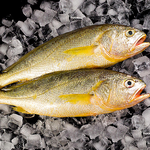 b57舟山野生小黄鱼三斤装请单独拍下