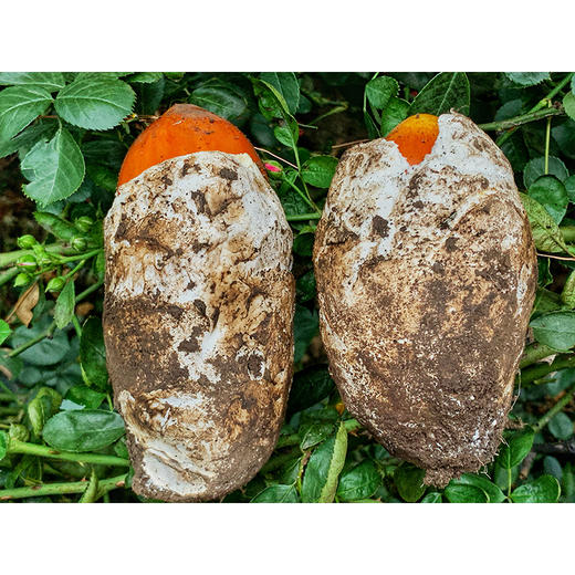 高原野生鹅蛋菌 肉质鲜嫩美味 是高蛋白低脂肪的健康食材 顺丰包邮48