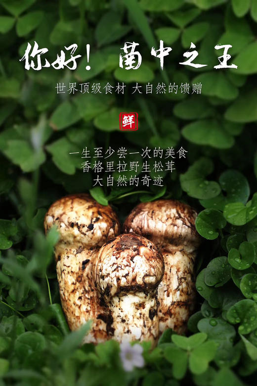 2023新鲜松茸香格里拉小金野生松茸菌1000克/盒 商品图0