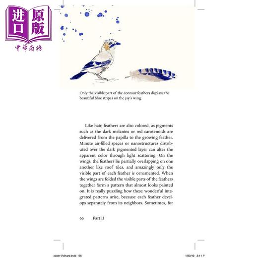 【中商原版】Animal Beauty:On the Evolution of Biological Aesthetics 英文原版 动物之美 Christiane Nºsslein-Volhard 商品图4