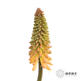 配花 | 火炬花