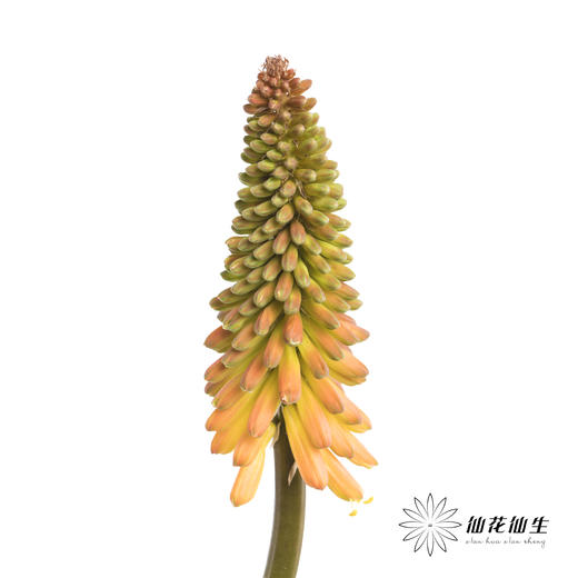 配花 | 火炬花 商品图0