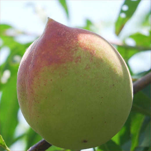 因为现摘需要48小时发出请勿催单品城记甄选广东连平鹰