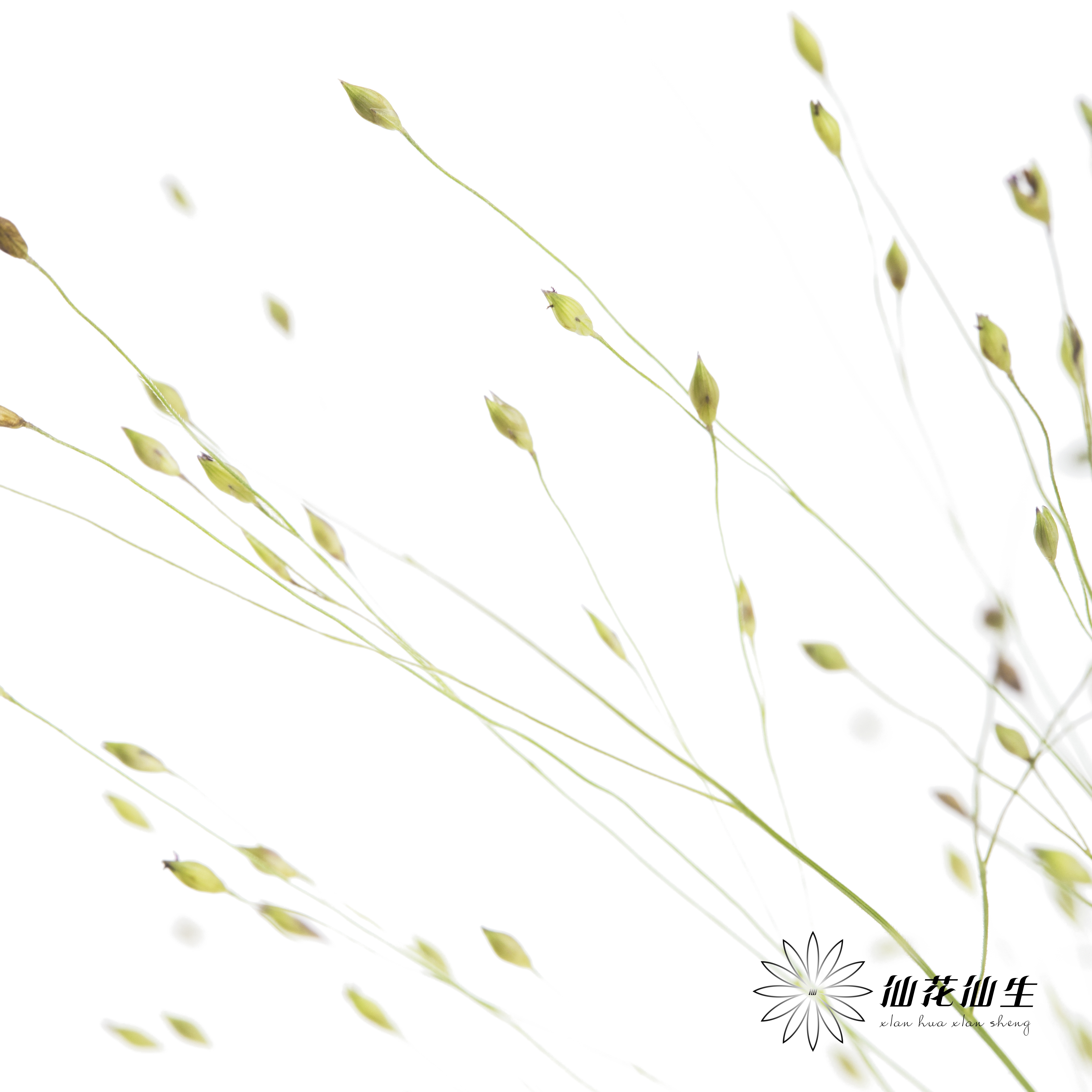 叶材 | 喷泉草【如运输过程中黄叶不售后 介意慎拍】