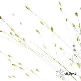 叶材 | 喷泉草【如运输过程中黄叶不售后 介意慎拍】