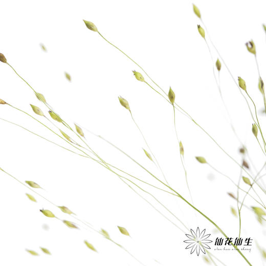 叶材 | 喷泉草【如运输过程中黄叶不售后 介意慎拍】 商品图0