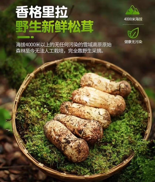2023新鲜松茸香格里拉小金野生松茸菌1000克/盒 商品图1