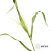 叶材 | 喷泉草【如运输过程中黄叶不售后 介意慎拍】 商品缩略图2