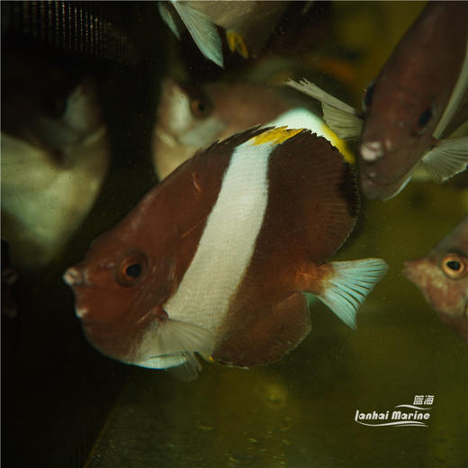 蓝霞蝶 商品图5