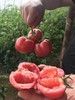 新疆小柿沙瓤西红柿 商品缩略图1