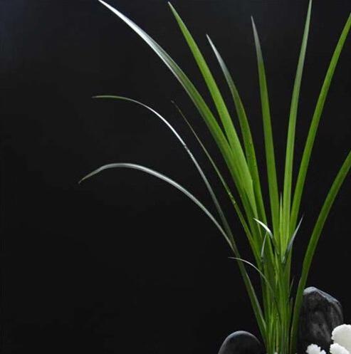 菖蒲叶 商品图0