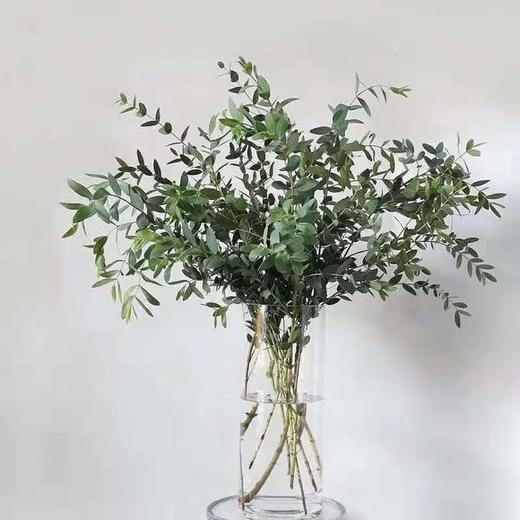 细叶尤加利 商品图1