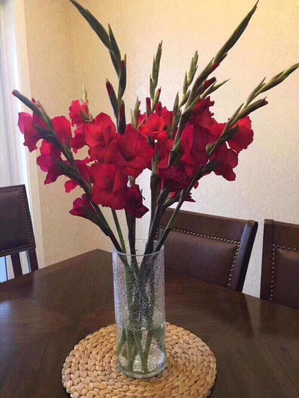 剑兰 红色 商品图3