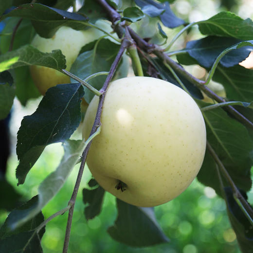 现摘现发_山区沙面伏苹果_酸甜可口又沙又面的青苹果500g