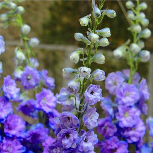 大飞燕 A级 商品图4