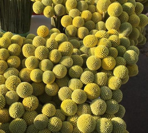 黄金球 商品图3