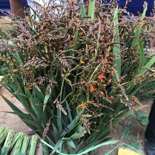 火焰兰 橙色 商品图1