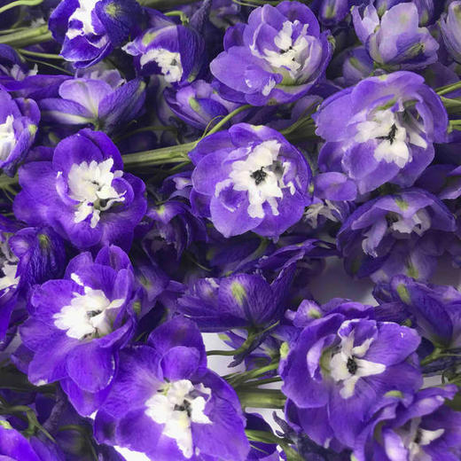 大飞燕 A级 商品图1