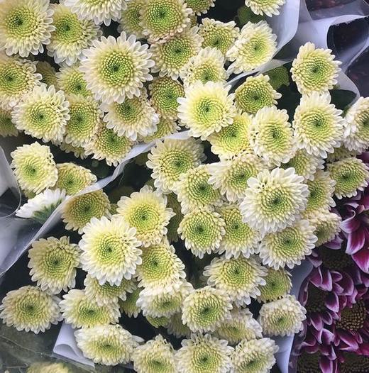 小菊 挑色朋友圈选色 商品图1