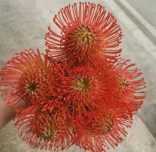 进口 针垫 红色 商品图1