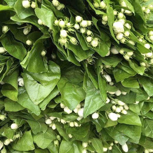 香气十足的茉莉花 商品图4