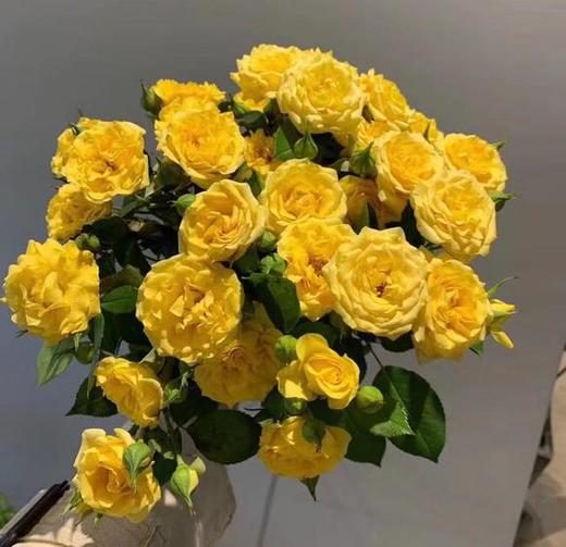 多头玫瑰黄色 商品图0