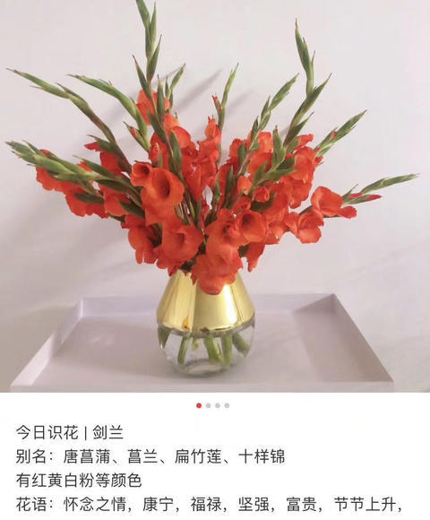 剑兰 红色 商品图2