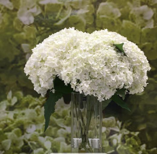 绣球 白色 商品图3