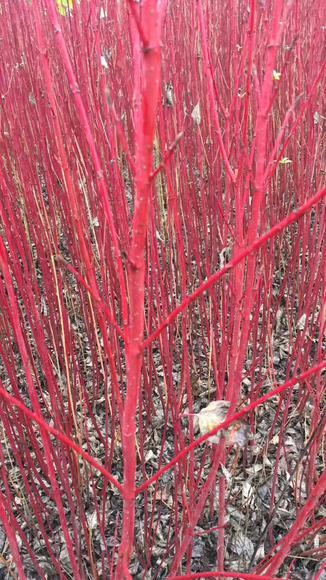 红瑞木 商品图1