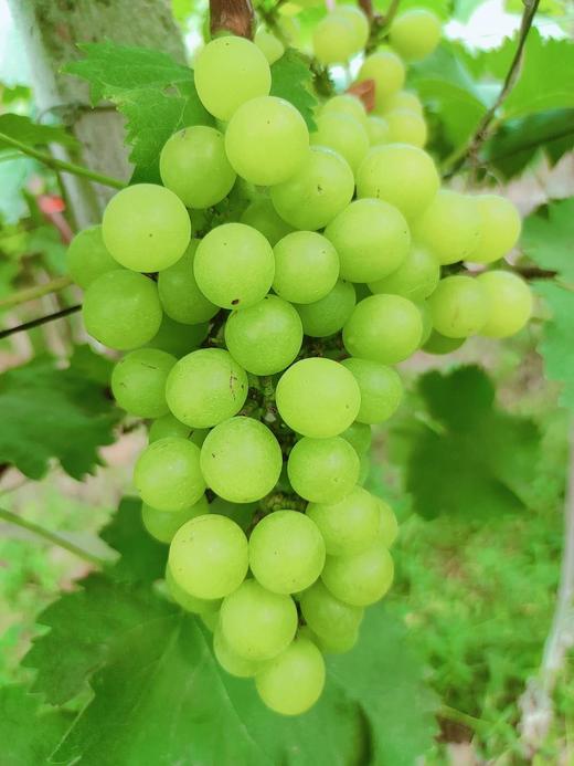 苏州本地产 醉金香葡萄 5斤/箱 仅售89元/箱 享配送到家服务