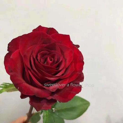 玫瑰 玫昂红A 商品图2