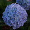 绣球 海蓝 商品缩略图2