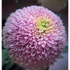乒乓菊 粉色 商品缩略图1