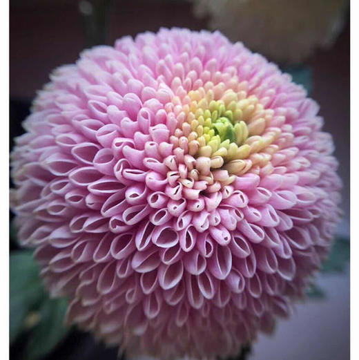 乒乓菊 粉色 商品图1