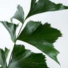 鱼尾叶 商品缩略图0