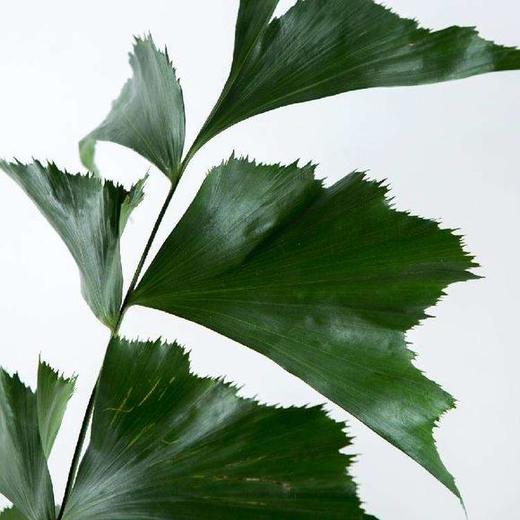 鱼尾叶 商品图0