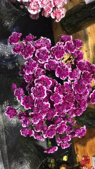 花农 多头康乃馨挑色各色都有，点击进入 商品图1